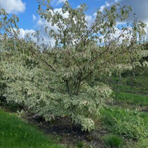 Cornus alba ‘Aurea’