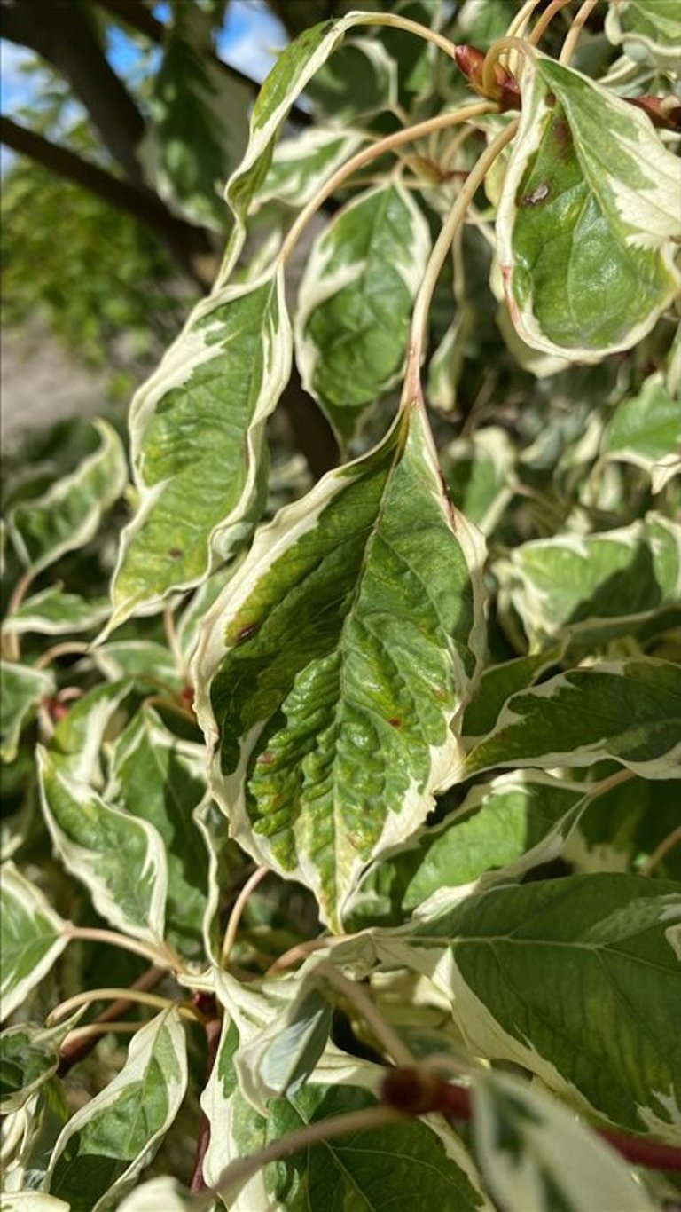 Cornus alba ‘Aurea’