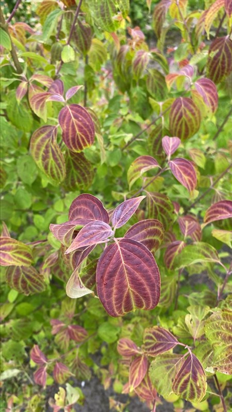 Cornus wilsoniana