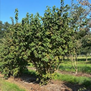 Corylus a. ‘Scooter’