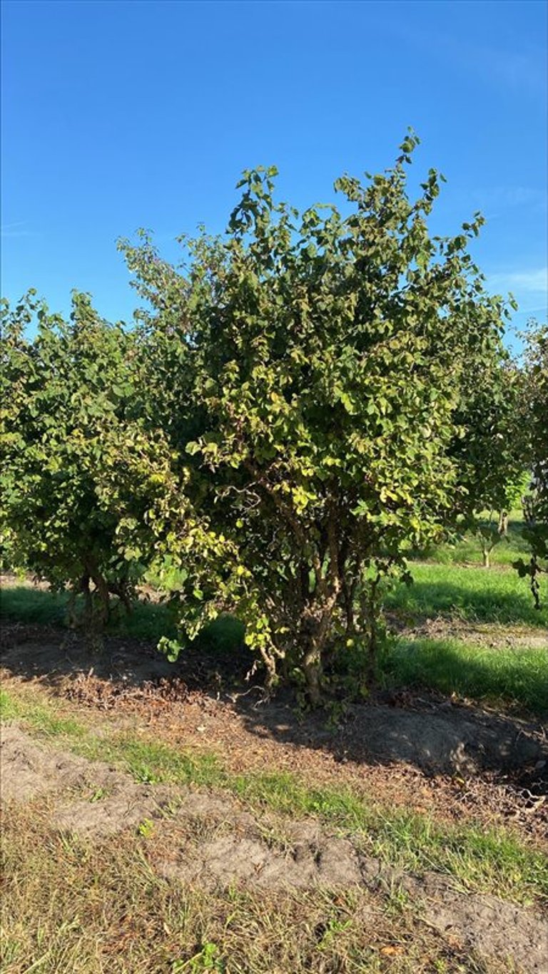 Corylus a. ‘Scooter’