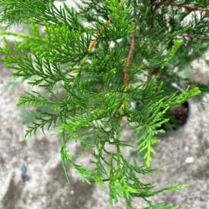 Cupressocyparis leylandii