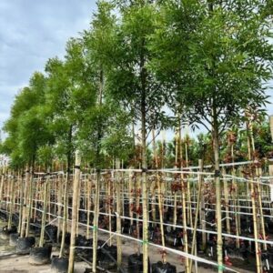 Fraxinus ang. ‘Raywood’