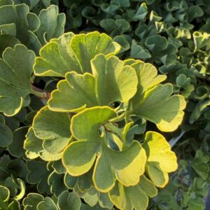 Ginkgo bil. ‘Troll’