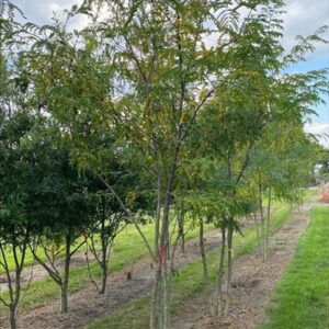 Gleditsia triacanthos inermis