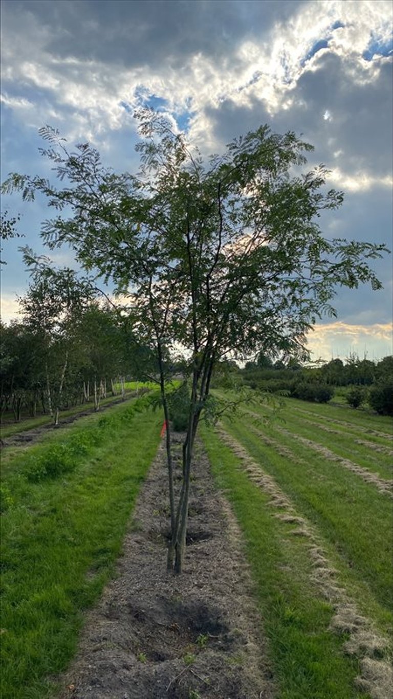 Gleditsia triacanthos inermis