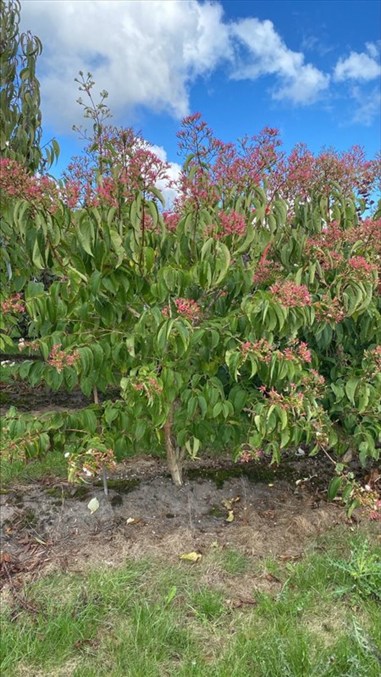 Heptacodium miconioides
