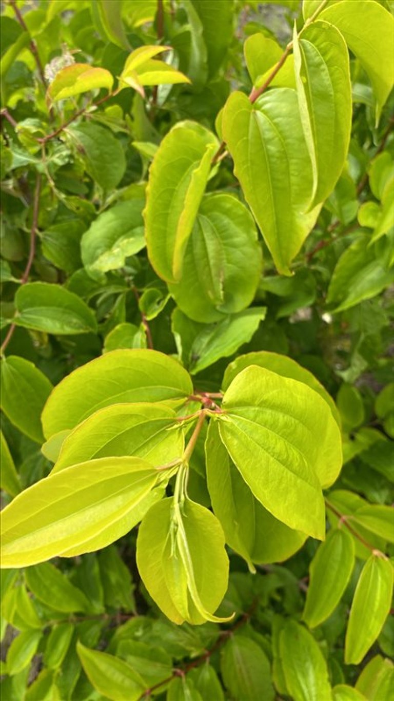 Heptacodium miconioides