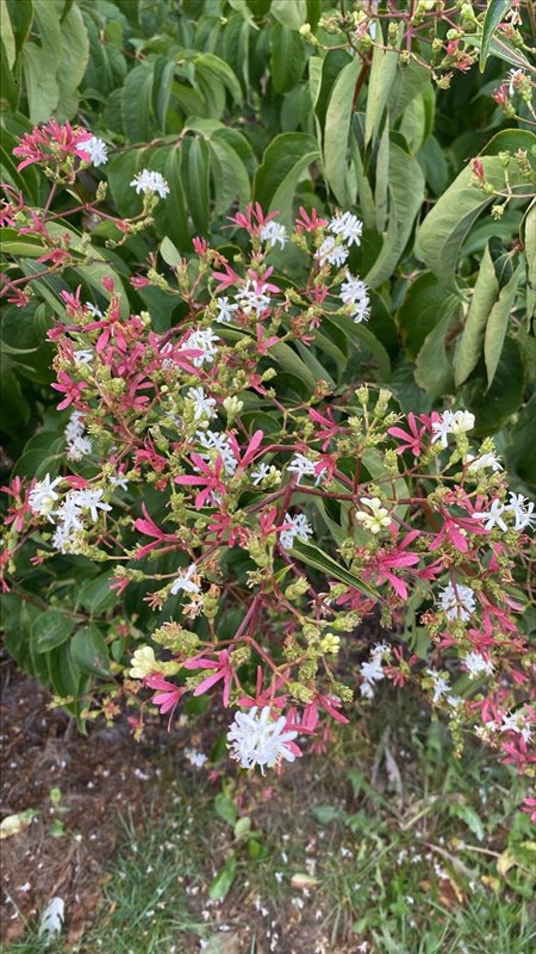 Heptacodium miconioides