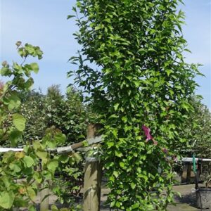 Hibiscus syr. ‘Flower Tower Purple’