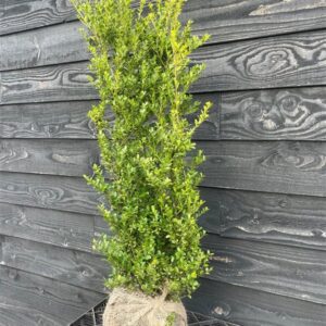 Ilex crenata ‘Caroline Upright’