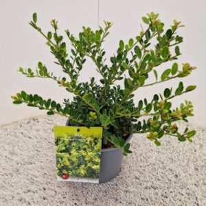 Ilex crenata ‘Green Hedge’