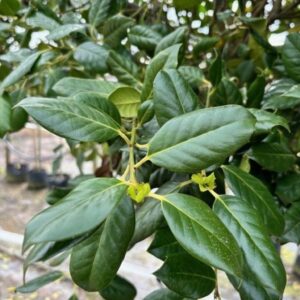 Ilex ‘Nellie R. Stevens’