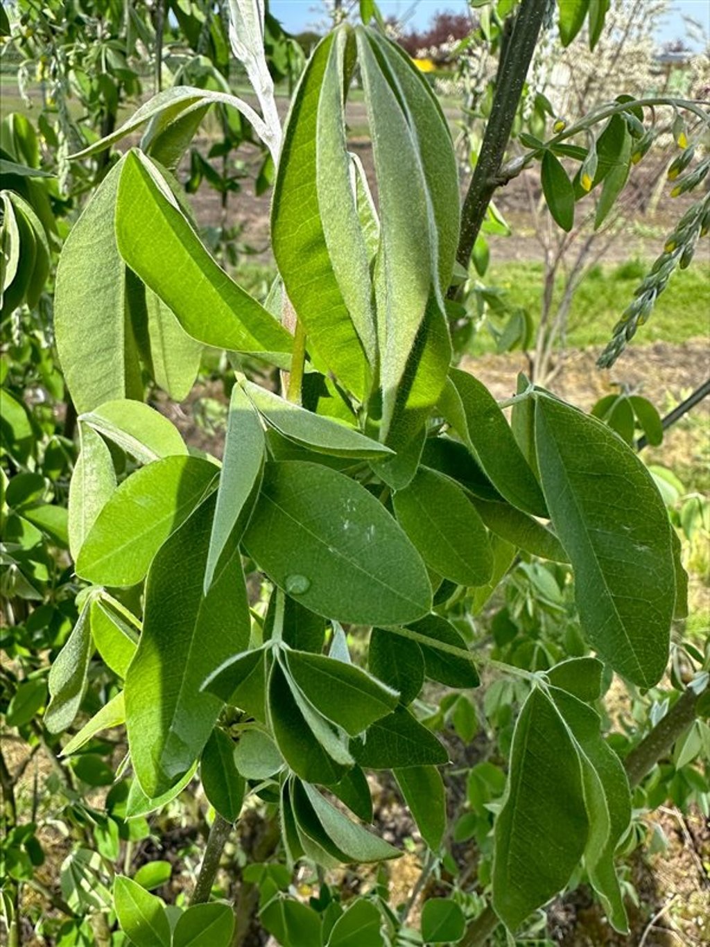 Laburnum anagyroides