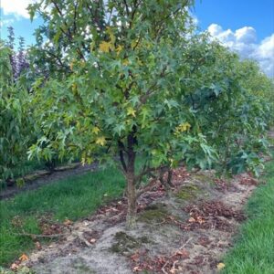 Liquidambar s. ‘Kuijck Garden’