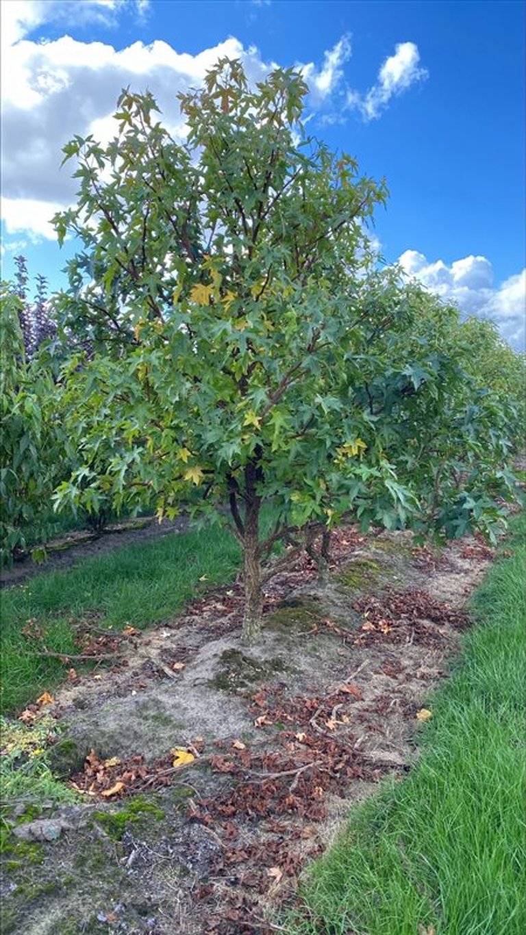 Liquidambar s. ‘Kuijck Garden’