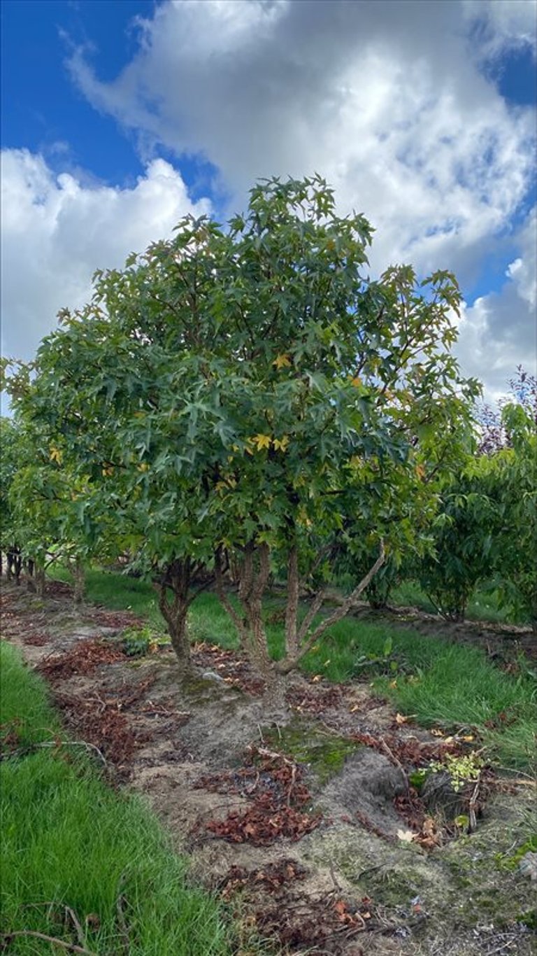 Liquidambar s. ‘Kuijck Garden’