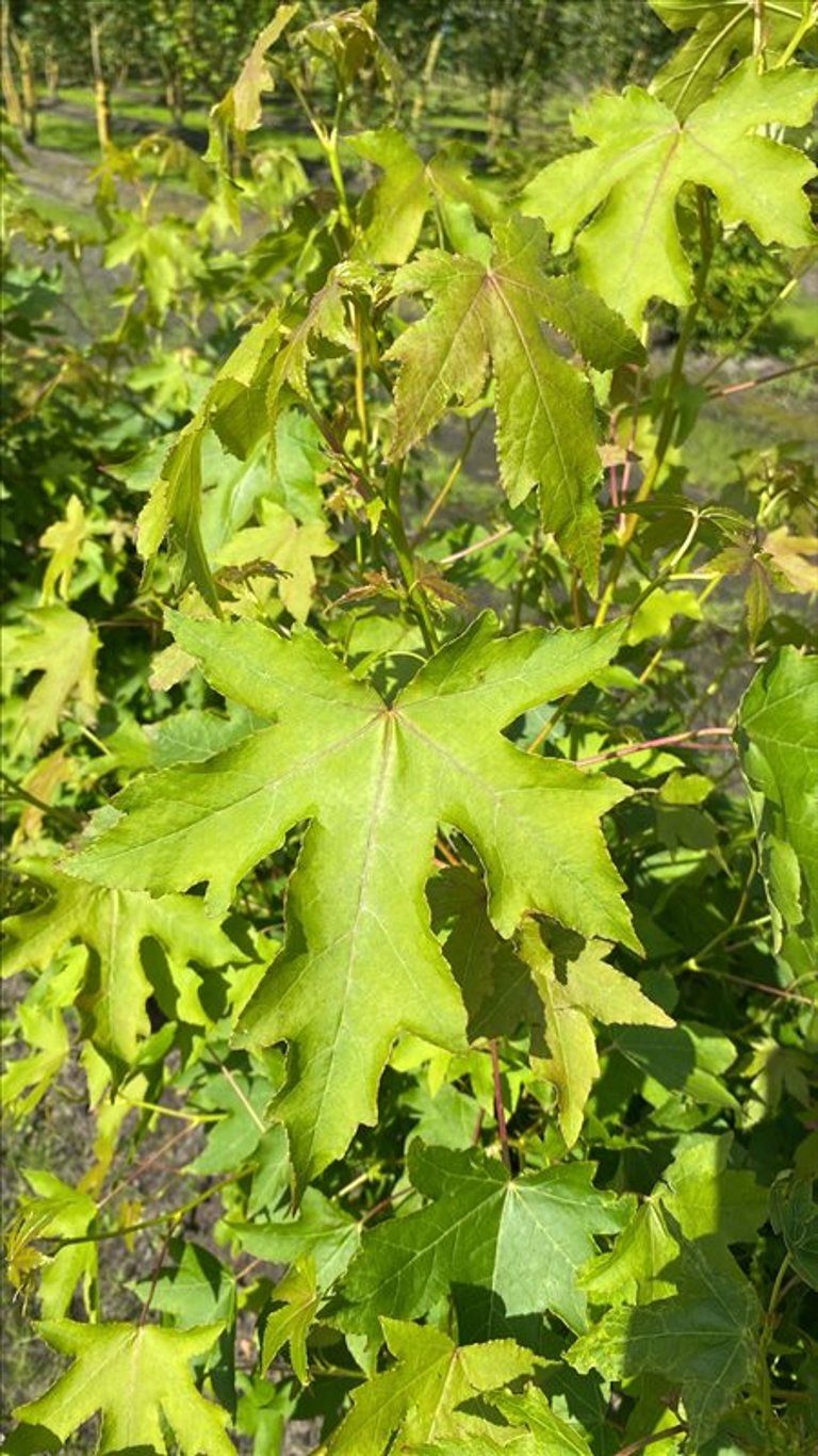 Liquidambar s. ‘Kuijck Garden’
