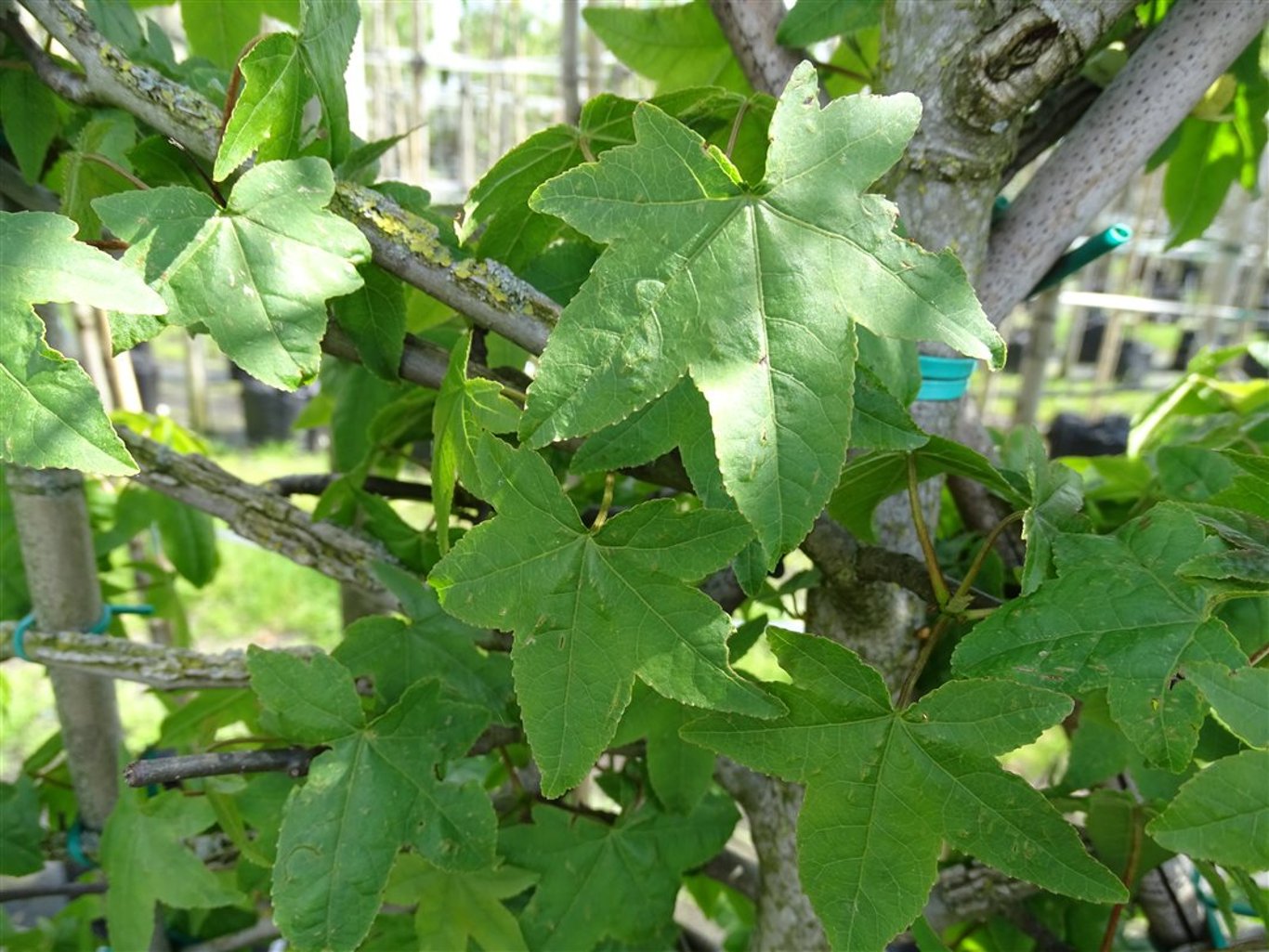 Liquidambar s. ‘Kuijck Street’