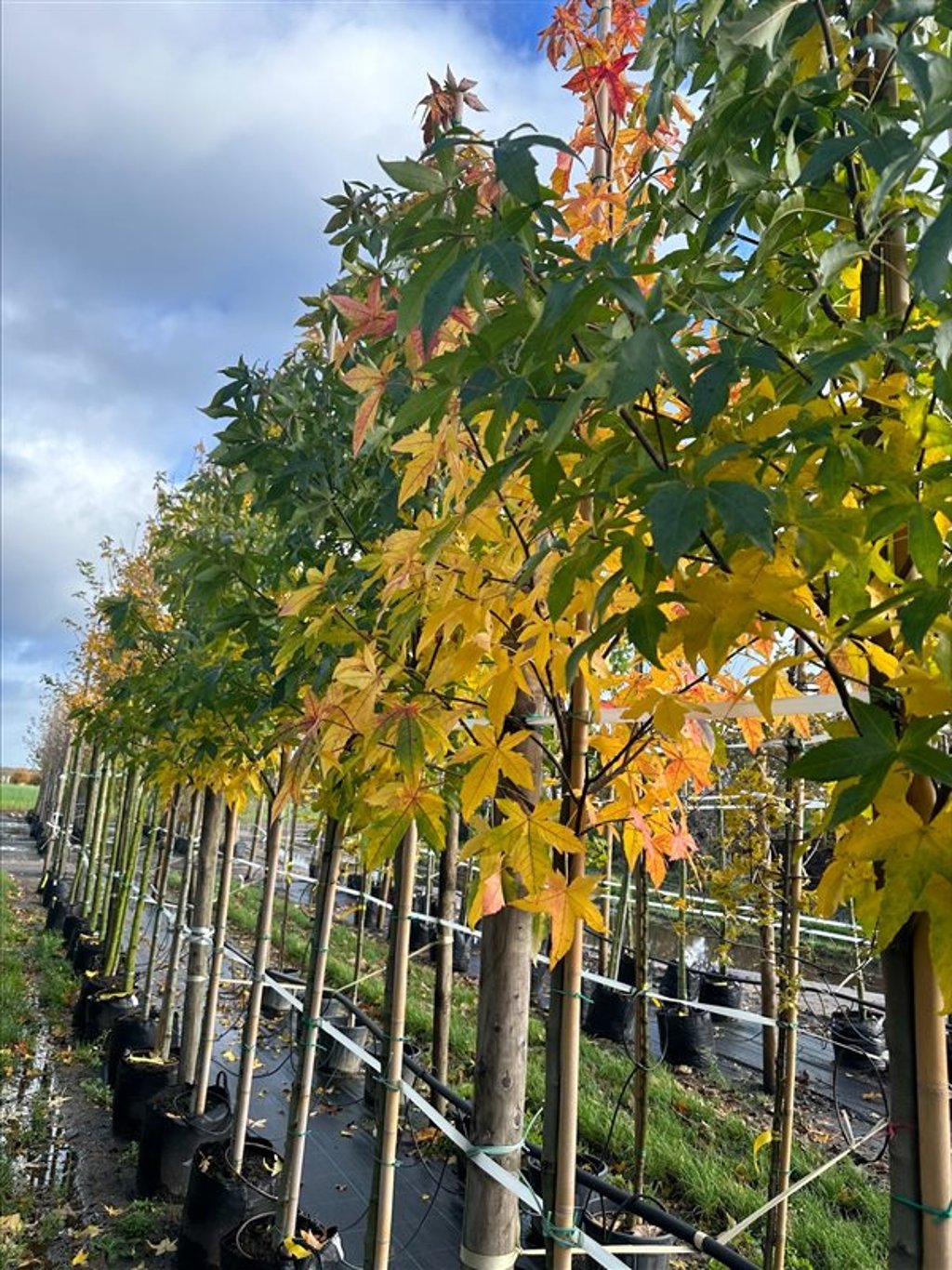 Liquidambar s. ‘Palo Alto’