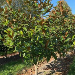 Magnolia grand. ‘Galissonnière’