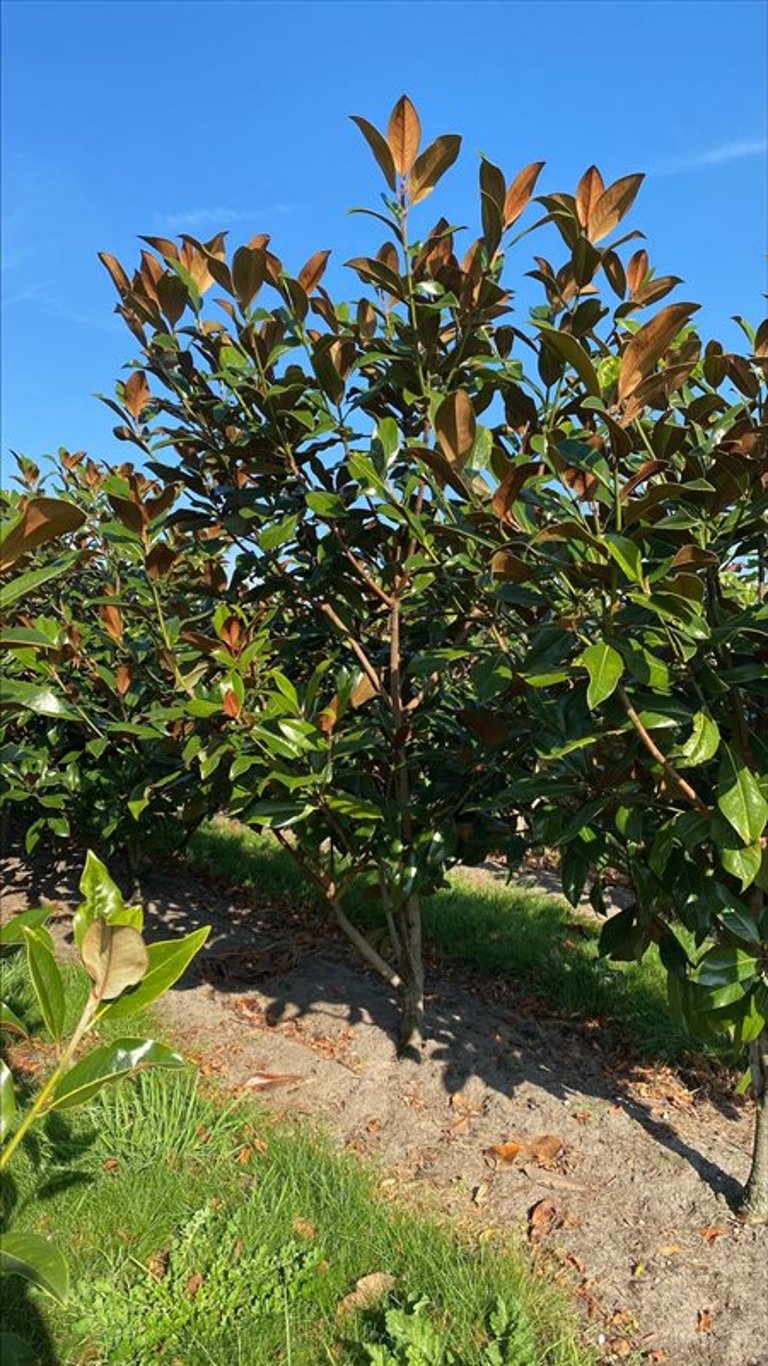 Magnolia grand. ‘Galissonnière’