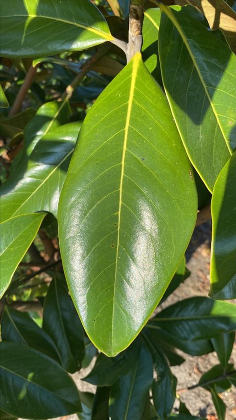Magnolia grand. ‘Galissonnière’