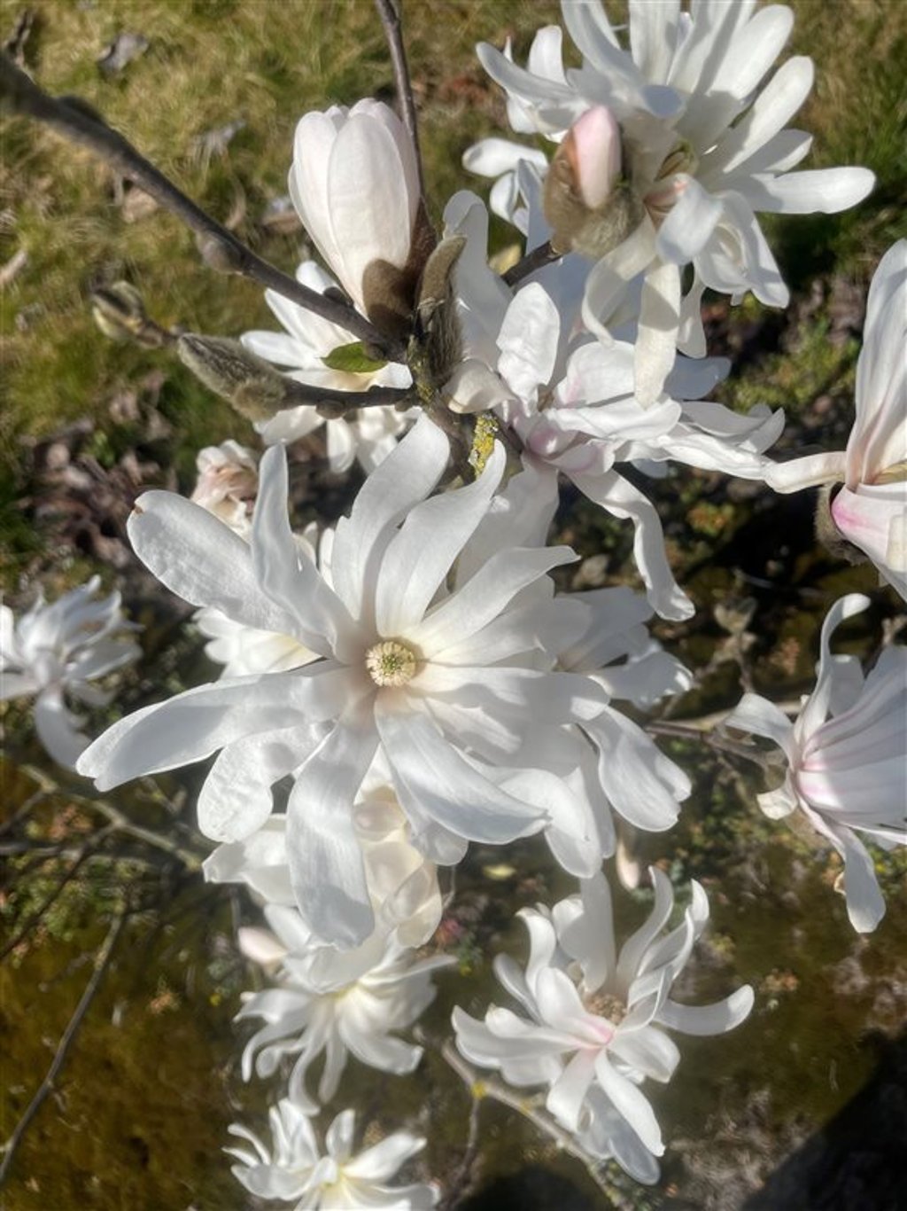Magnolia stellata