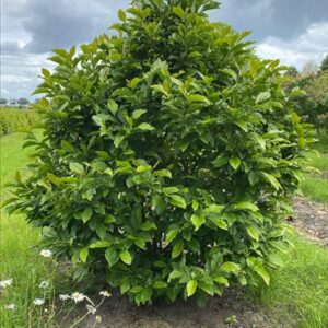 Magnolia ‘Susan’