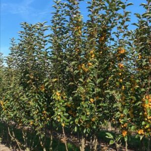 Malus ‘Golden Hornet’
