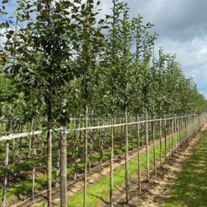 Malus ‘Red Sentinel’