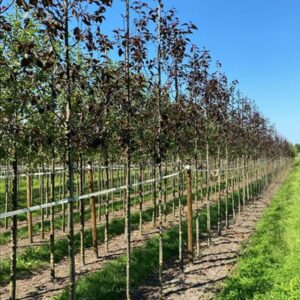 Malus ‘Royalty’