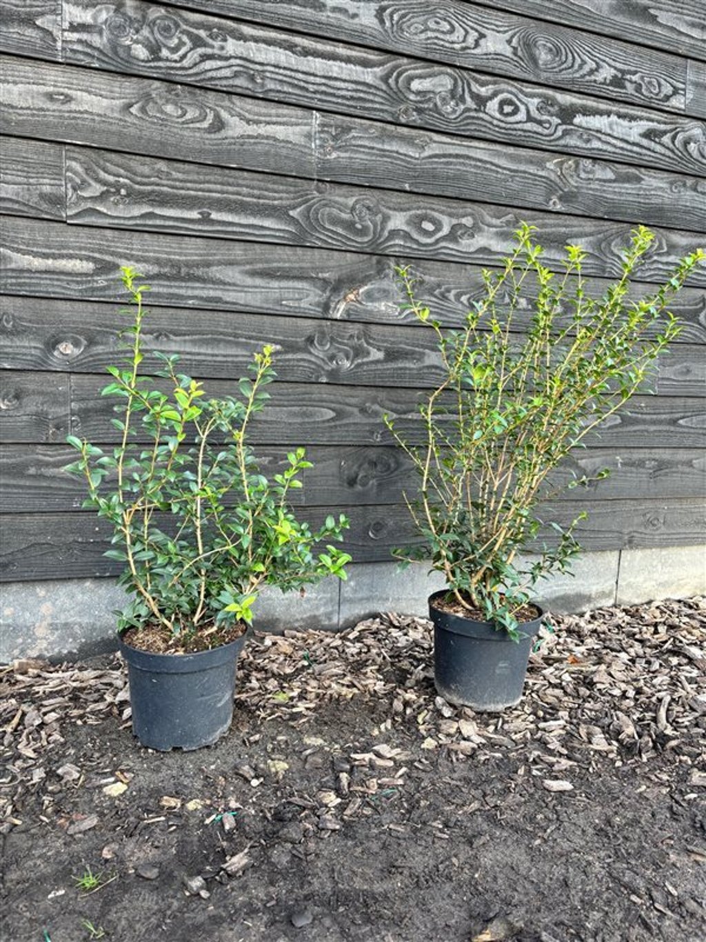 Osmanthus burkwoodii