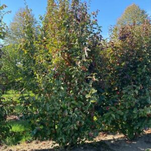 Parrotia persica Persian Spire