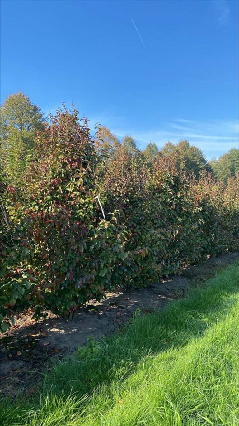 Parrotia persica Persian Spire