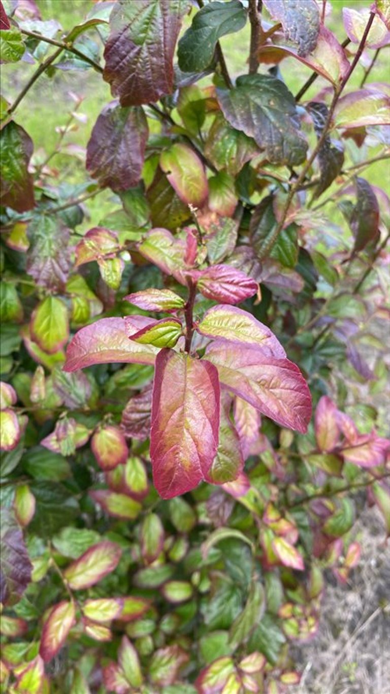 Parrotia persica Persian Spire