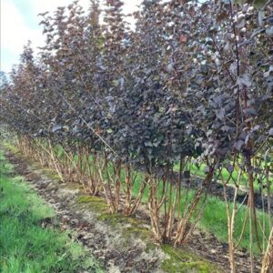 Physocarpus opulif. ‘Diabolo’