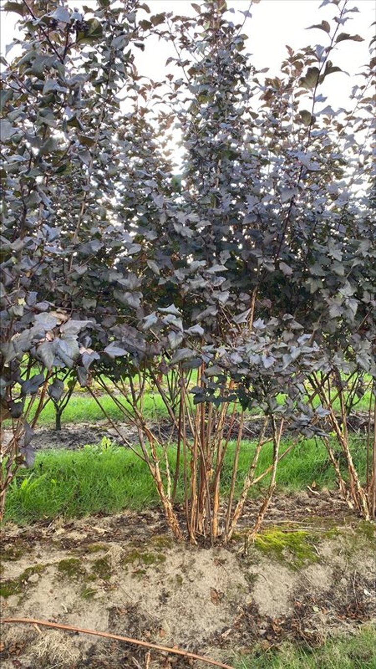 Physocarpus opulif. ‘Diabolo’