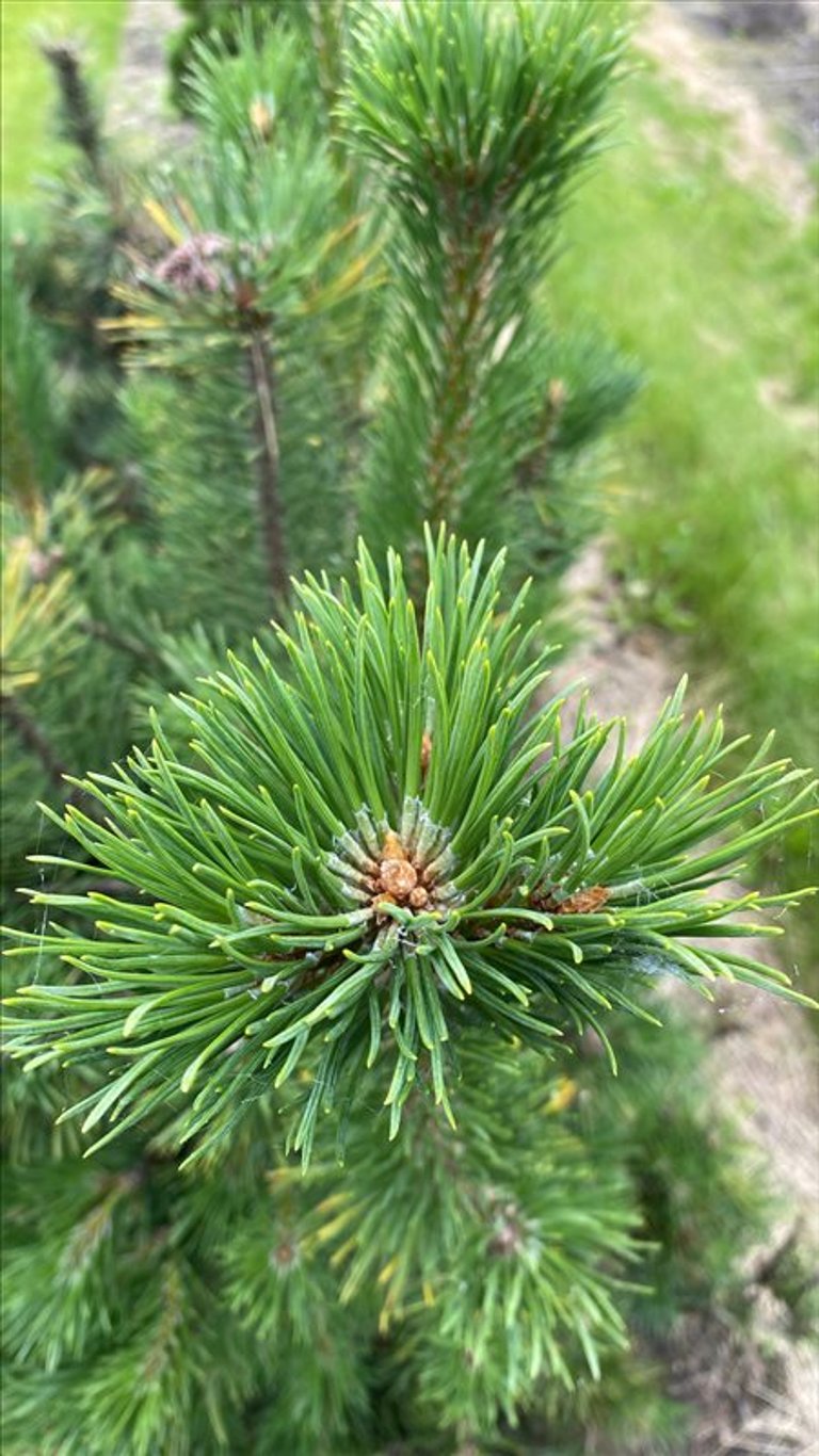 Pinus Uncinata