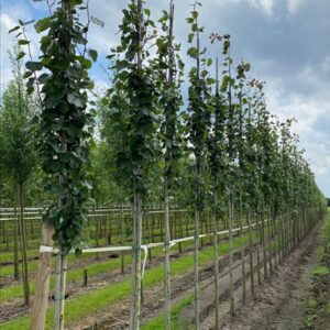 Populus tremula ‘Erecta’