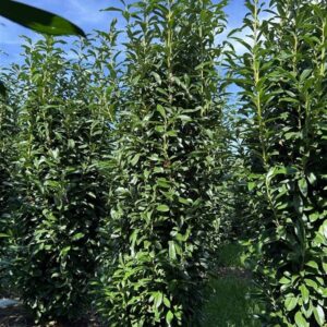 Prunus l. ‘Genolier’