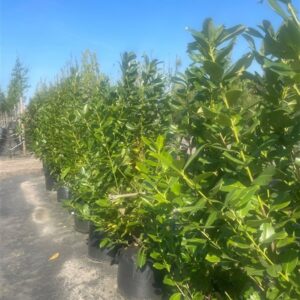 Prunus l. ‘Rotundifolia’