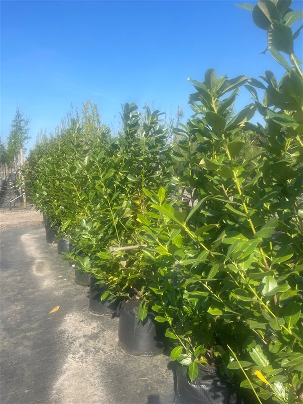 Prunus l. ‘Rotundifolia’