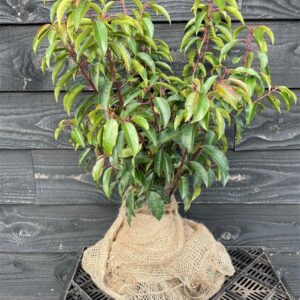 Prunus lusitanica ‘Angustifolia’