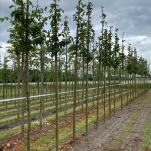 Prunus sargentii ‘Rancho’