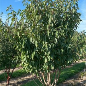 Prunus ser. ‘Kanzan’