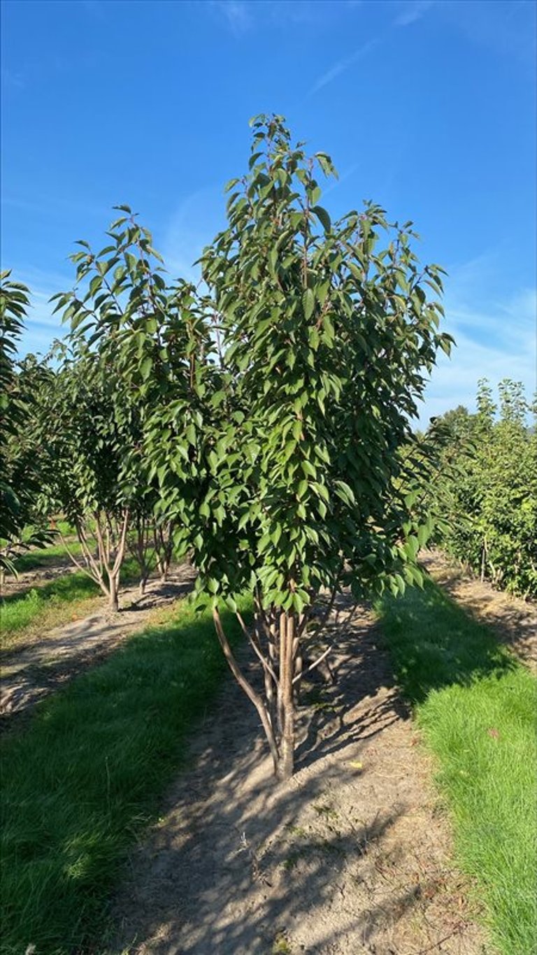 Prunus ser. ‘Kanzan’