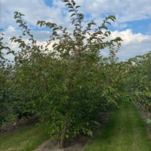 Prunus serr. ‘Accolade’