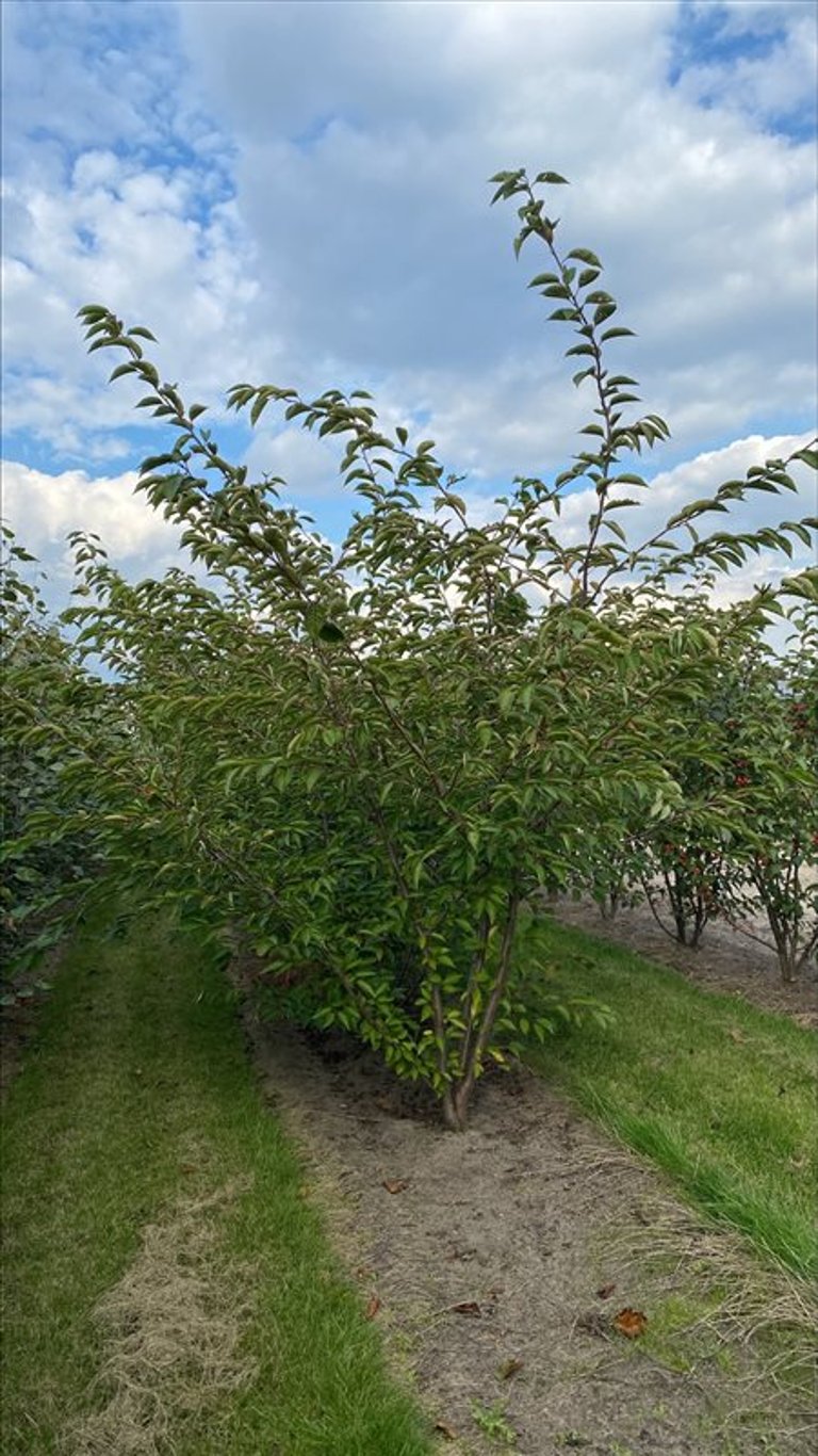 Prunus serr. ‘Accolade’