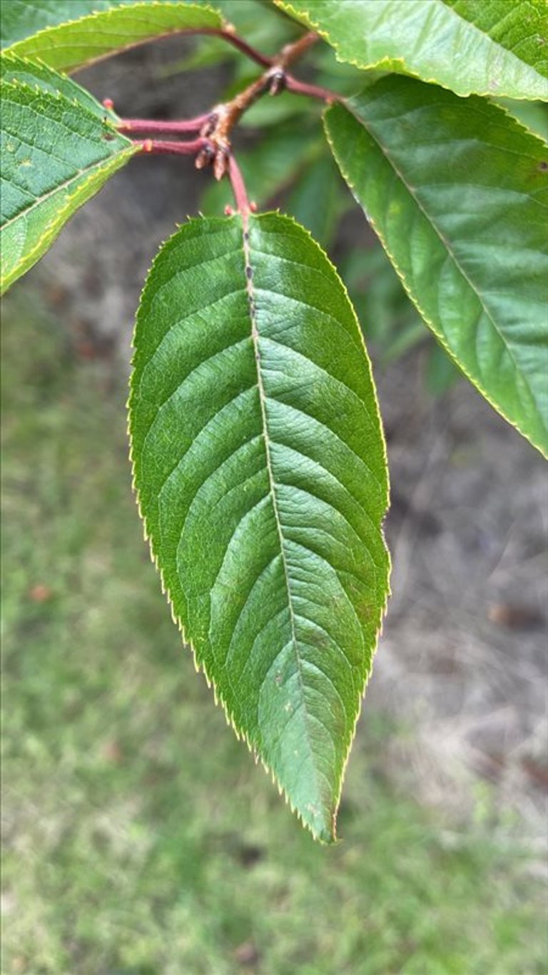 Prunus serr. ‘Accolade’